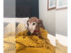 Dachshund DOG FOR ADOPTION RGADN-1351798 - Edmond - Dachshund Dog For Adoption