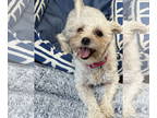 Miniature Schnauzer-Shih Tzu Mix DOG FOR ADOPTION RGADN-1351803 - Hope - Shih