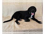 Labrador Retriever DOG FOR ADOPTION RGADN-1351806 - Yale *foster needed* -