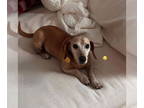 Dachshund DOG FOR ADOPTION RGADN-1351809 - Naples - Dachshund (short coat) Dog