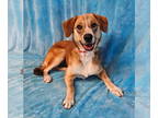Collie-Retriever Mix DOG FOR ADOPTION RGADN-1351815 - Palatine - Retriever /