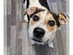 English Foxhound Mix DOG FOR ADOPTION RGADN-1351816 - Clifton *foster needed* -