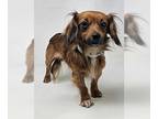 Dachshund DOG FOR ADOPTION RGADN-1351818 - Trenton - Dachshund (long coat) Dog