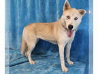Huskies -Siberian Husky Mix DOG FOR ADOPTION RGADN-1351822 - Lucie *foster