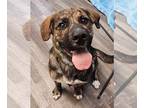 Dutch Shepherd -German Shepherd Dog Mix DOG FOR ADOPTION RGADN-1351824 - Ontario