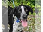 Border Collie Mix DOG FOR ADOPTION RGADN-1351828 - Tye *foster needed* - Border