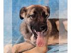 German Shepherd Dog Mix DOG FOR ADOPTION RGADN-1351835 - Kent *foster needed* -