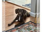 American Pit Bull Terrier-Spaniel Mix DOG FOR ADOPTION RGADN-1351852 - Ann Arbor