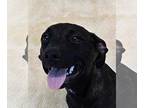 American Pit Bull Terrier DOG FOR ADOPTION RGADN-1351853 - Fairhope *foster