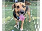 Beagle Mix DOG FOR ADOPTION RGADN-1351865 - Richmond - Beagle / Shepherd / Mixed
