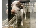 Pointer DOG FOR ADOPTION RGADN-1351869 - Blitz - Pointer (short coat) Dog For