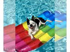 Boston Terrier DOG FOR ADOPTION RGADN-1351871 - Jura - Boston Terrier (short