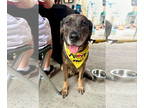 Mix DOG FOR ADOPTION RGADN-1351874 - Reno - Dutch Shepherd (short coat) Dog