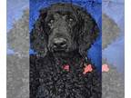 Poodle (Standard) DOG FOR ADOPTION RGADN-1351881 - Pinky Poodle - Poodle