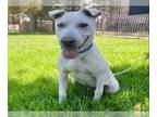 Chinese Shar-Pei DOG FOR ADOPTION RGADN-1351920 - Dog - Chinese Shar-Pei (medium