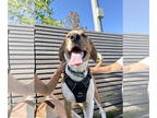 Harrier Mix DOG FOR ADOPTION RGADN-1351930 - Sorbet - Hound / Harrier / Mixed