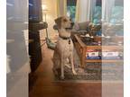 Whippet Mix DOG FOR ADOPTION RGADN-1351932 - Elroy - Hound / Whippet / Mixed