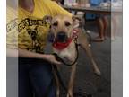 Labrador Retriever-Mountain Cur Mix DOG FOR ADOPTION RGADN-1351933 - Lox -