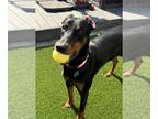 Doberman Pinscher DOG FOR ADOPTION RGADN-1351939 - Brody - Most Handsome!