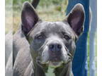 American Staffordshire Terrier-Weimaraner Mix DOG FOR ADOPTION RGADN-1351941 -