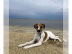 Collie Mix DOG FOR ADOPTION RGADN-1351943 - Ash - Collie / Hound / Mixed (short