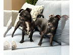 Chug DOG FOR ADOPTION RGADN-1351978 - Barney and Griffen