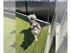 Siberian Husky Mix DOG FOR ADOPTION RGADN-1352038 - ELLE - Siberian Husky /