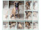 Pointer Mix DOG FOR ADOPTION RGADN-1352064 - MAKO - Pointer / Hound / Mixed Dog