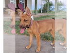 Vizsla Mix DOG FOR ADOPTION RGADN-1352077 - Nadia - Vizsla / Mixed Dog For