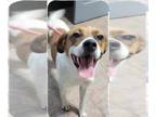 Jack-A-Bee DOG FOR ADOPTION RGADN-1352083 - Ellie May - Jack Russell Terrier /