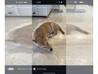 Carolina Dog-Pembroke Welsh Corgi Mix DOG FOR ADOPTION RGADN-1352087 - Coy -