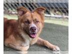 Siberian Husky Mix DOG FOR ADOPTION RGADN-1352103 - BILLY - Siberian Husky /