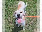 Pointer Mix DOG FOR ADOPTION RGADN-1352159 - DASH - English Pointer / Mixed
