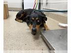 Doberman Pinscher Mix DOG FOR ADOPTION RGADN-1352177 - FERN - Doberman Pinscher