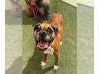 Boxer Mix DOG FOR ADOPTION RGADN-1352207 - FLOPPY - Boxer / Mixed (medium coat)