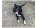 Shepradors DOG FOR ADOPTION RGADN-1352241 - JOVEE - German Shepherd Dog /