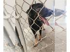 German Shepherd Dog Mix DOG FOR ADOPTION RGADN-1352243 - RUFUS - German Shepherd