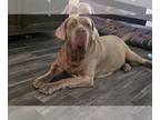 Neapolitan Mastiff DOG FOR ADOPTION RGADN-1352250 - Anita - Neapolitan Mastiff