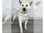 Shiba Inu DOG FOR ADOPTION RGADN-1352262 - Toby - Shiba Inu Dog For Adoption