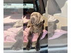 Neapolitan Mastiff DOG FOR ADOPTION RGADN-1352263 - Ettore - Neapolitan Mastiff