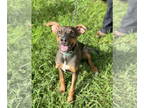Labrador Retriever Mix DOG FOR ADOPTION RGADN-1352270 - Frito - Labrador