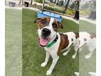 Catahoula Leopard Dog Mix DOG FOR ADOPTION RGADN-1352307 - Salty Plum -