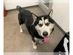 Alaskan Malamute Mix DOG FOR ADOPTION RGADN-1352316 - FERDINAND - Alaskan