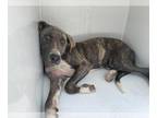 Plott Hound Mix DOG FOR ADOPTION RGADN-1352327 - STEVIE - Plott Hound / Mixed