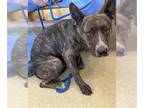 Dutch Shepherd Mix DOG FOR ADOPTION RGADN-1352347 - RADAR - Dutch Shepherd /