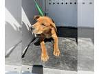 Vizsla Mix DOG FOR ADOPTION RGADN-1352373 - *BENJI - Vizsla / Mixed (short coat)
