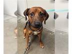 Rhodesian Ridgeback DOG FOR ADOPTION RGADN-1352382 - KEERA - Rhodesian Ridgeback
