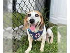Beagle DOG FOR ADOPTION RGADN-1352389 - Harriet - medical hold - Beagle /