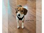 Beagle DOG FOR ADOPTION RGADN-1352392 - Goldie - medical hold - Beagle / Spaniel