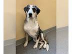 Australian Shepherd Mix DOG FOR ADOPTION RGADN-1352394 - Benji - Australian